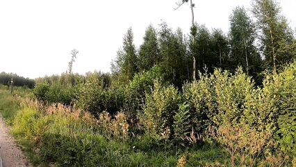 Блондинка сосет член на свежем воздухе возле леса